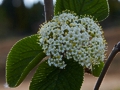 Viburnum lantana IMG_9358 Kalina hordowina